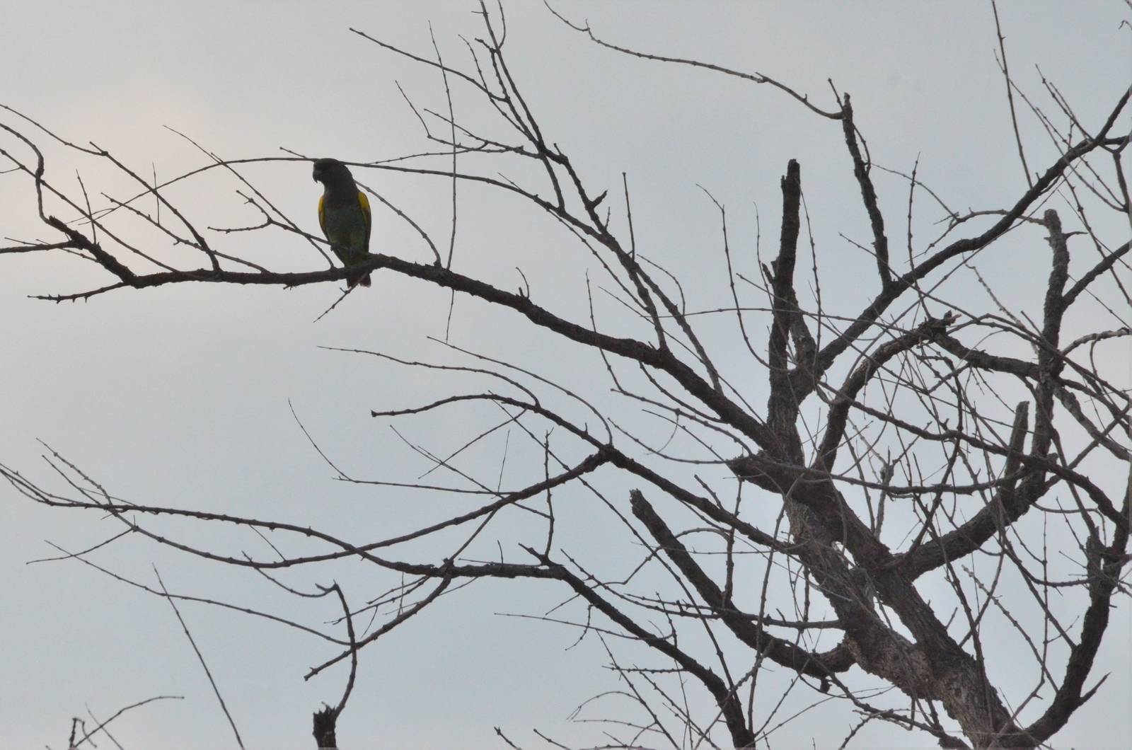 Meyer's Parrot, Khwai Community Area, Botswana, 24/04/16