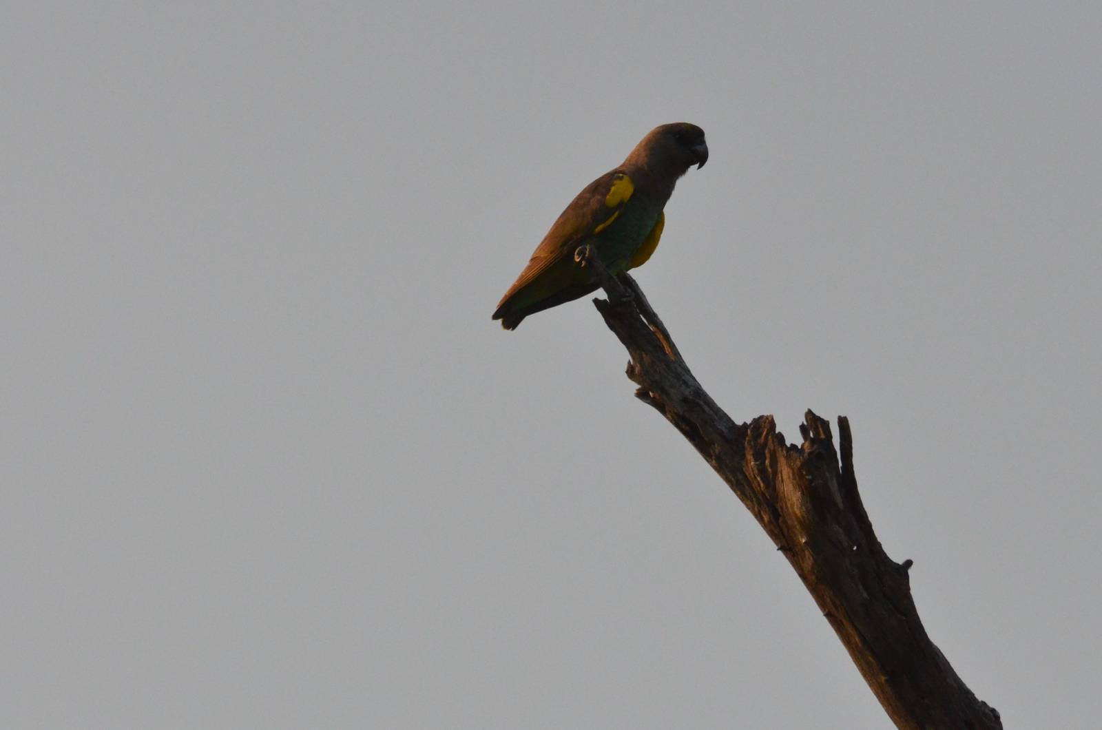 Meyer's Parrot, Khwai Community Area, Botswana, 24/04/16