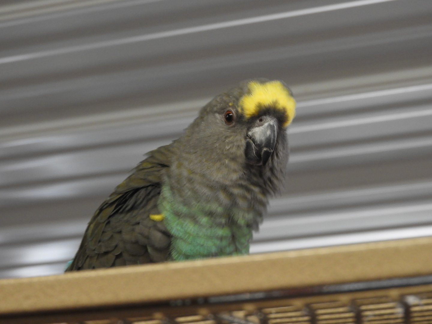 Meyer's Parrot (Poicephalus meyeri)
