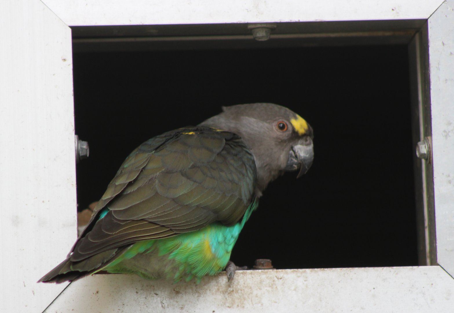 Meyer's parrot