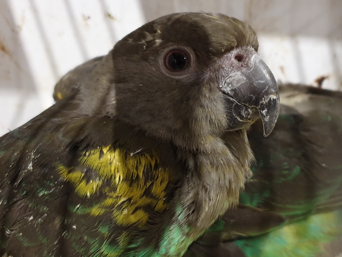 Meyer's parrot
