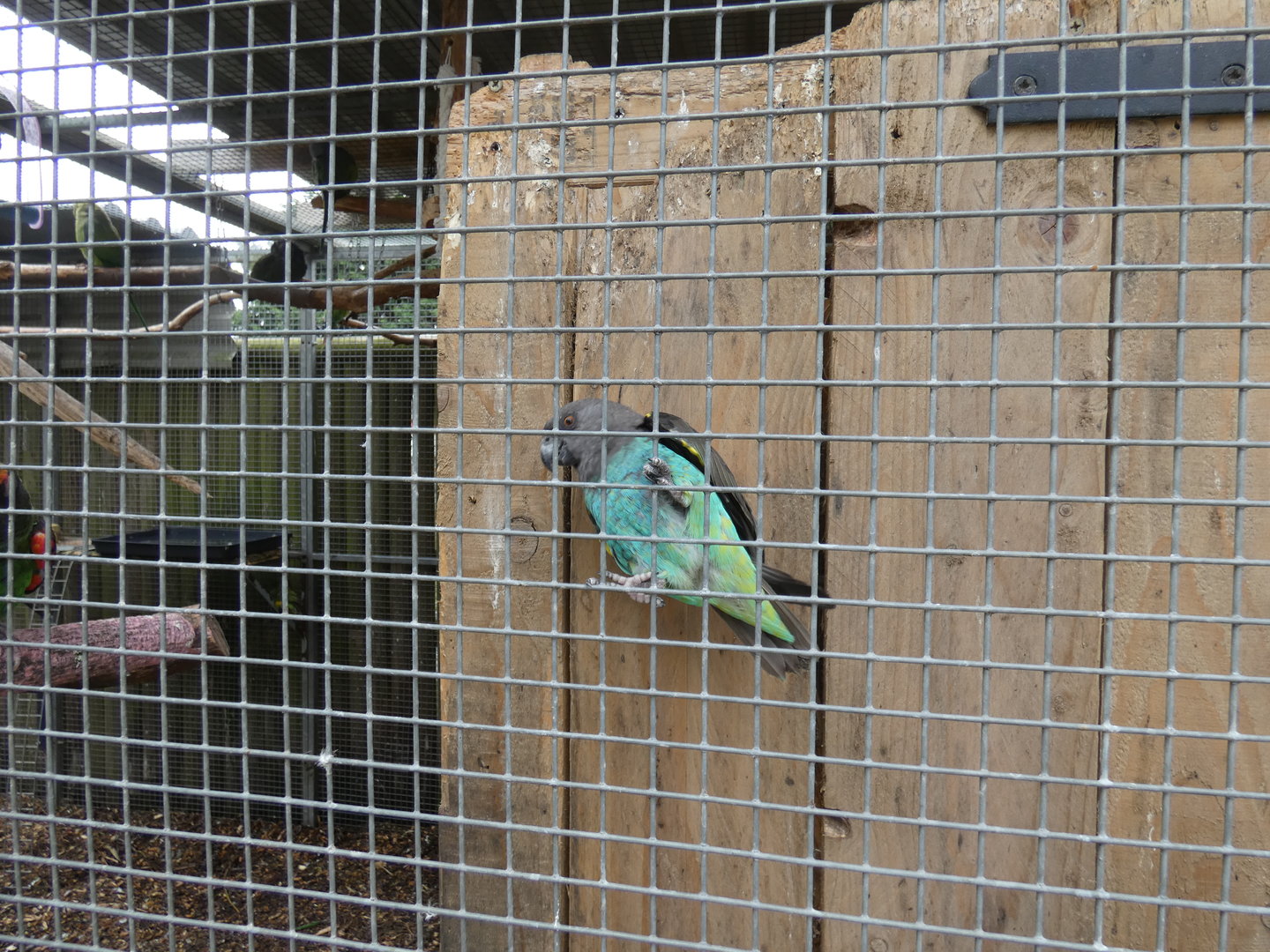Meyer's parrot