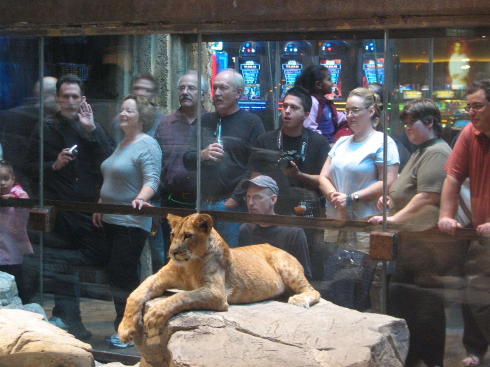MGM Grand Lion Habitat - African Lion