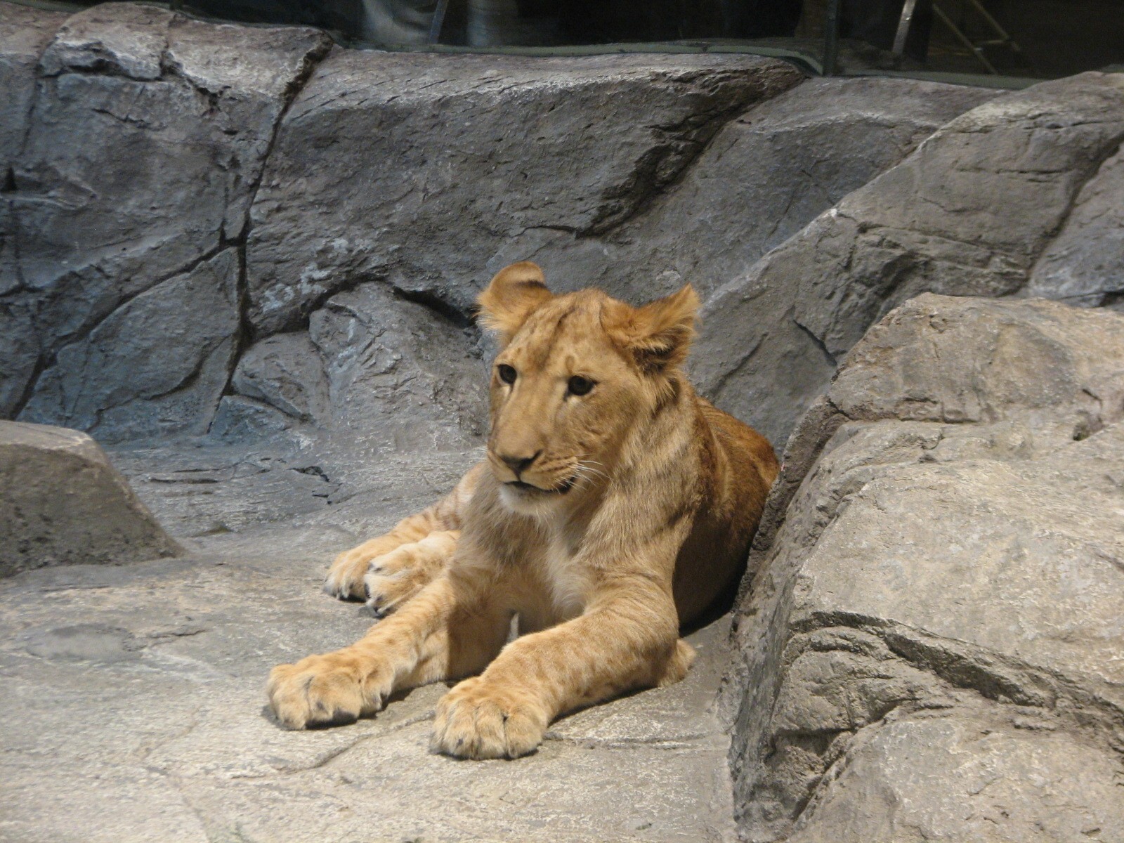 MGM Grand Lion Habitat - African Lion