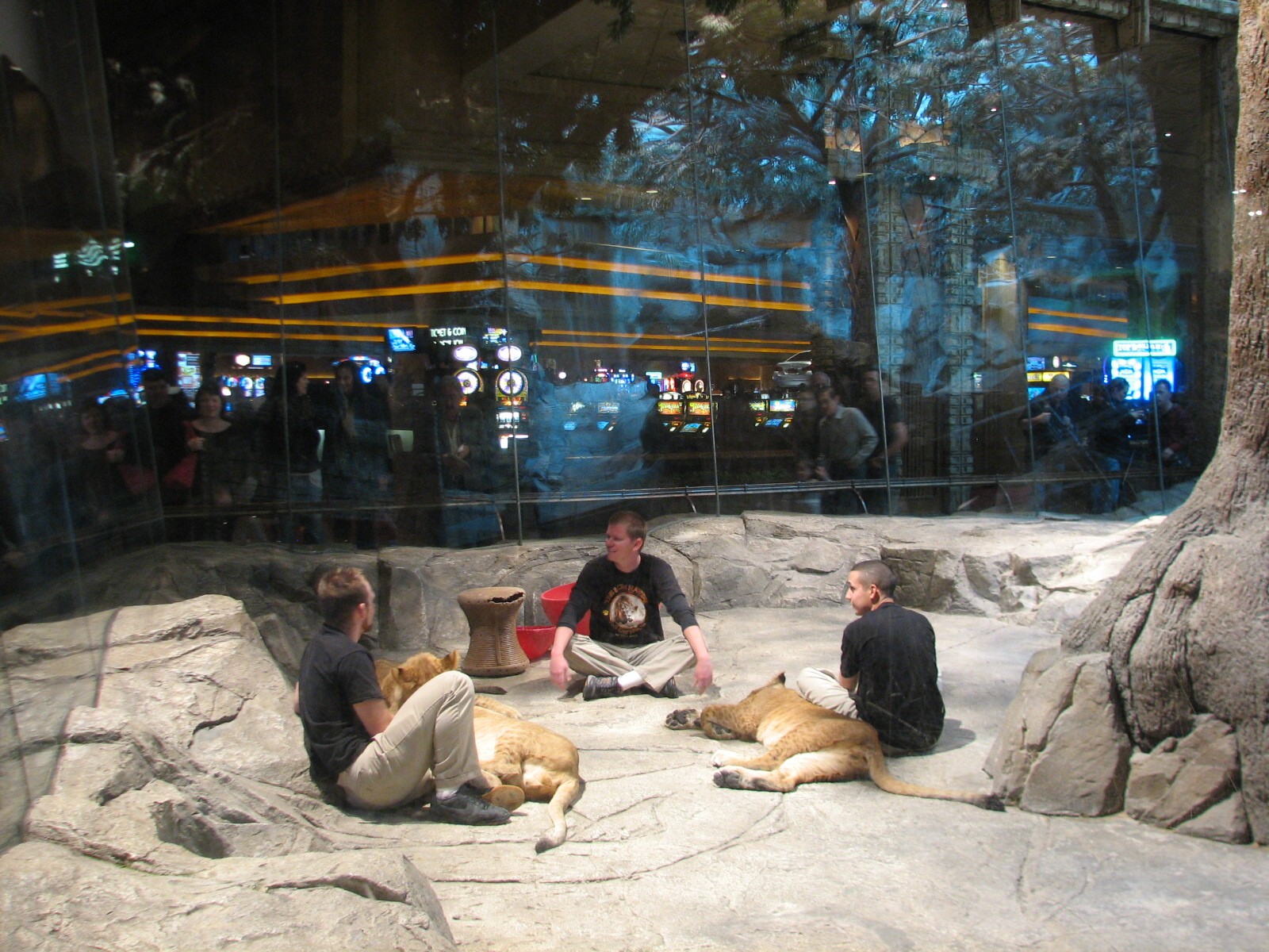 MGM Grand Lion Habitat - Direct Contact