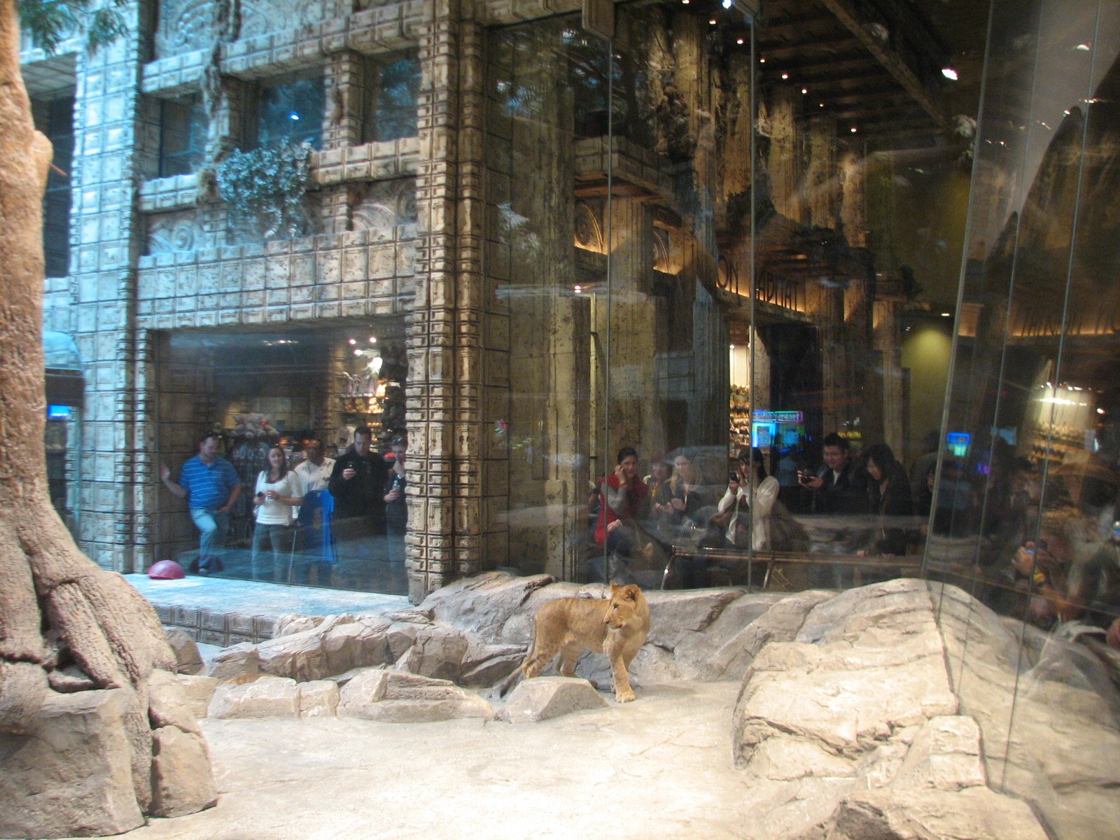 MGM Grand Lion Habitat - Gift Shop Window Beyond