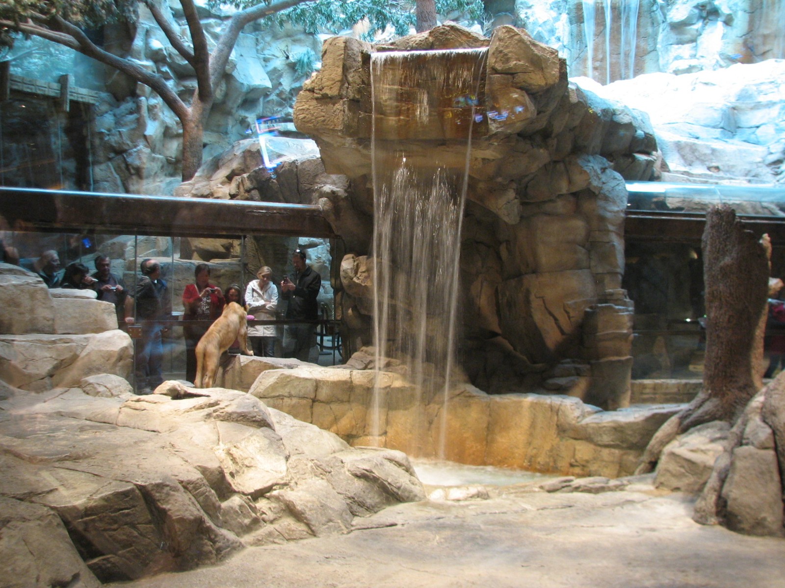 MGM Grand Lion Habitat - Lower Waterfall