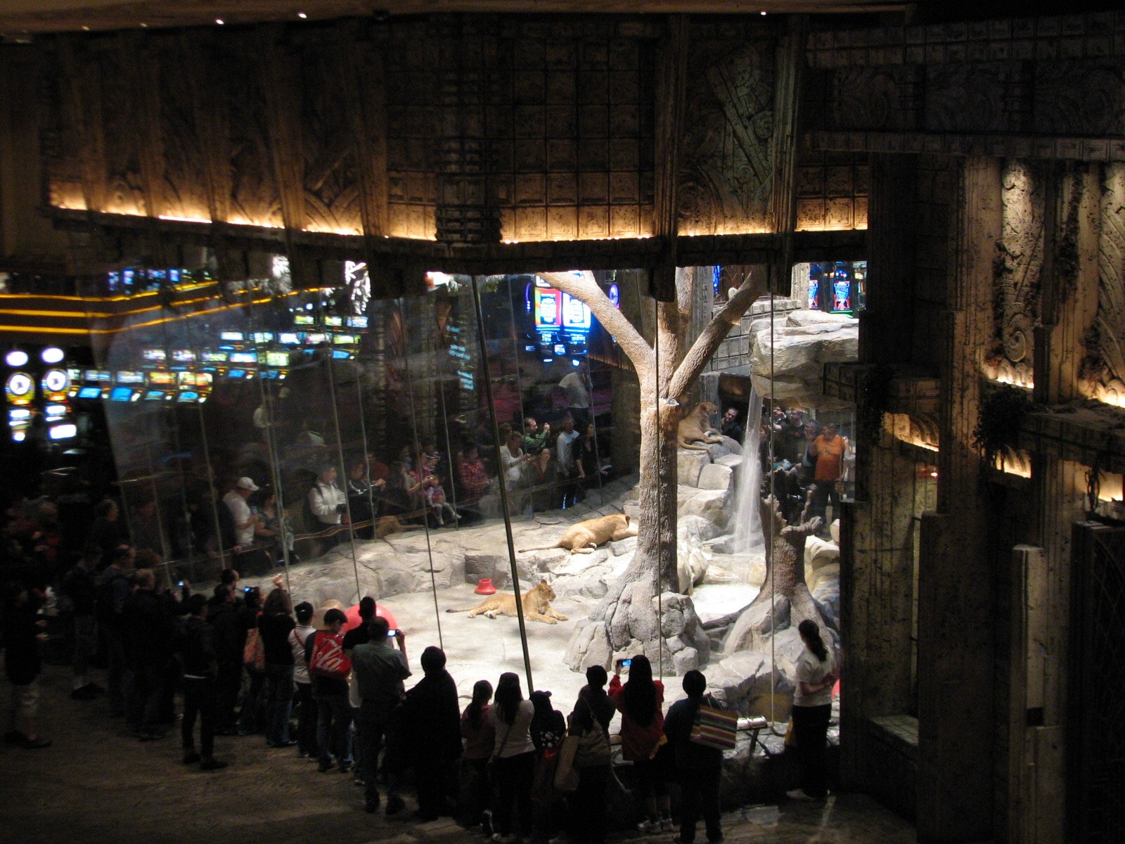 MGM Grand Lion Habitat - Overview from Casino