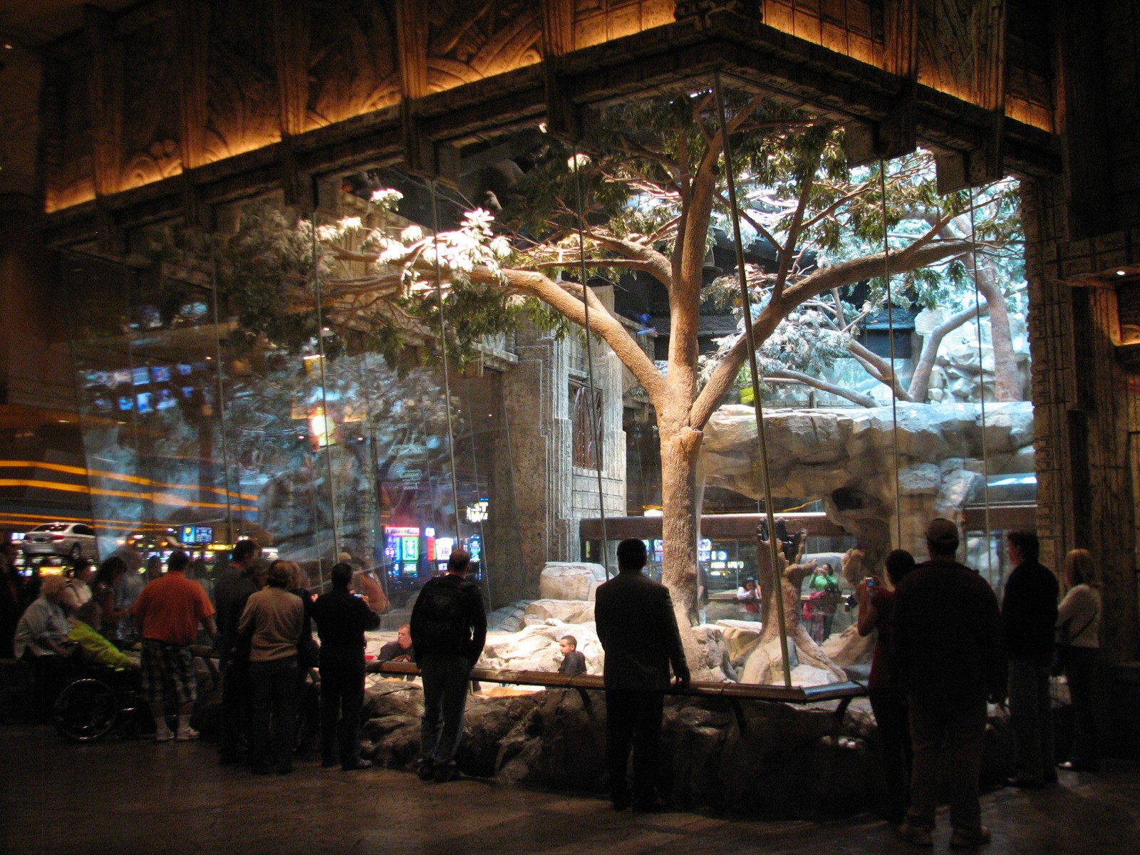 MGM Grand Lion Habitat - Viewing Area