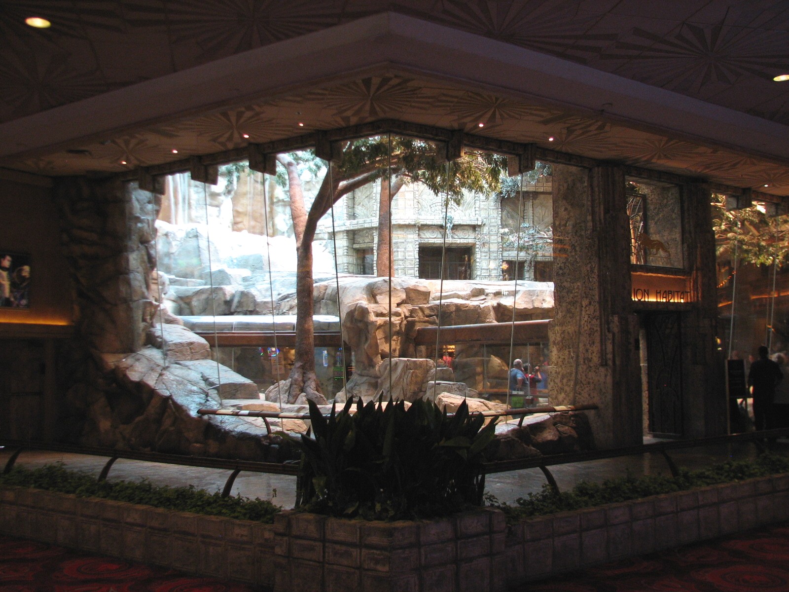 MGM Grand Lion Habitat - Viewing Area