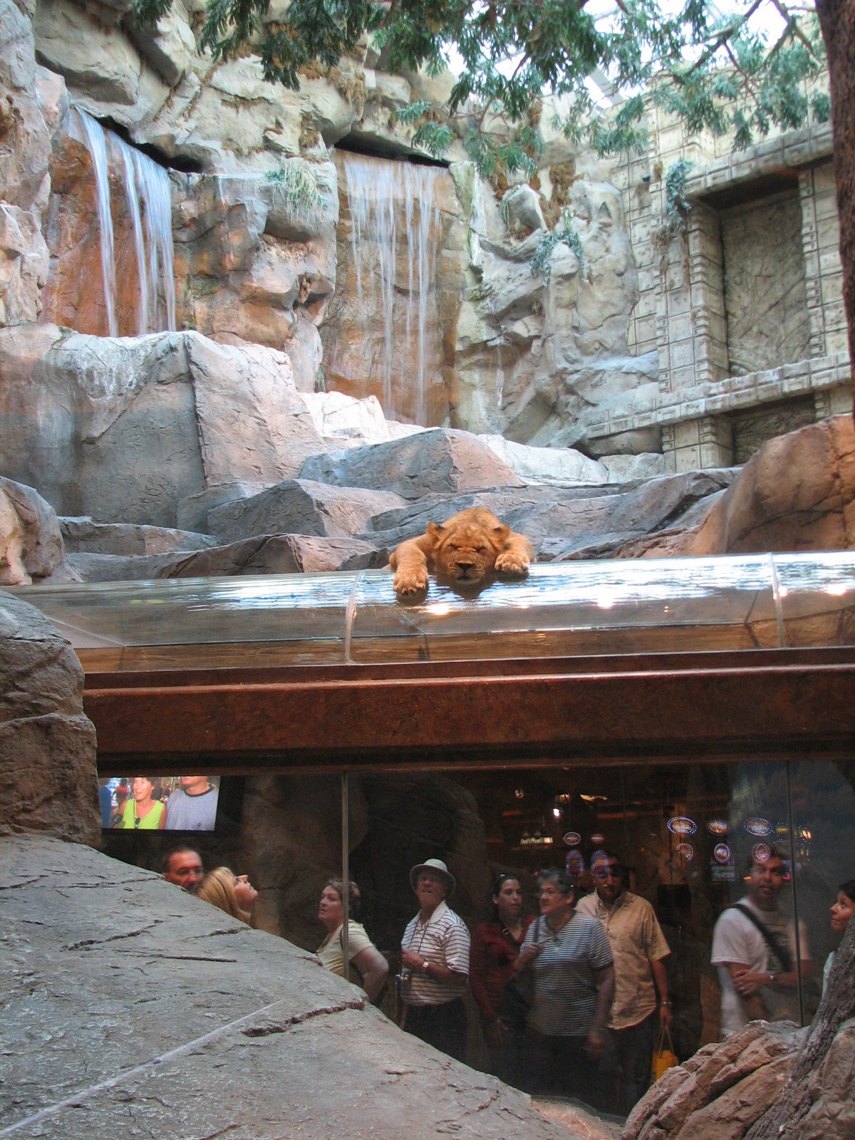 MGM Grand Lion Habitat