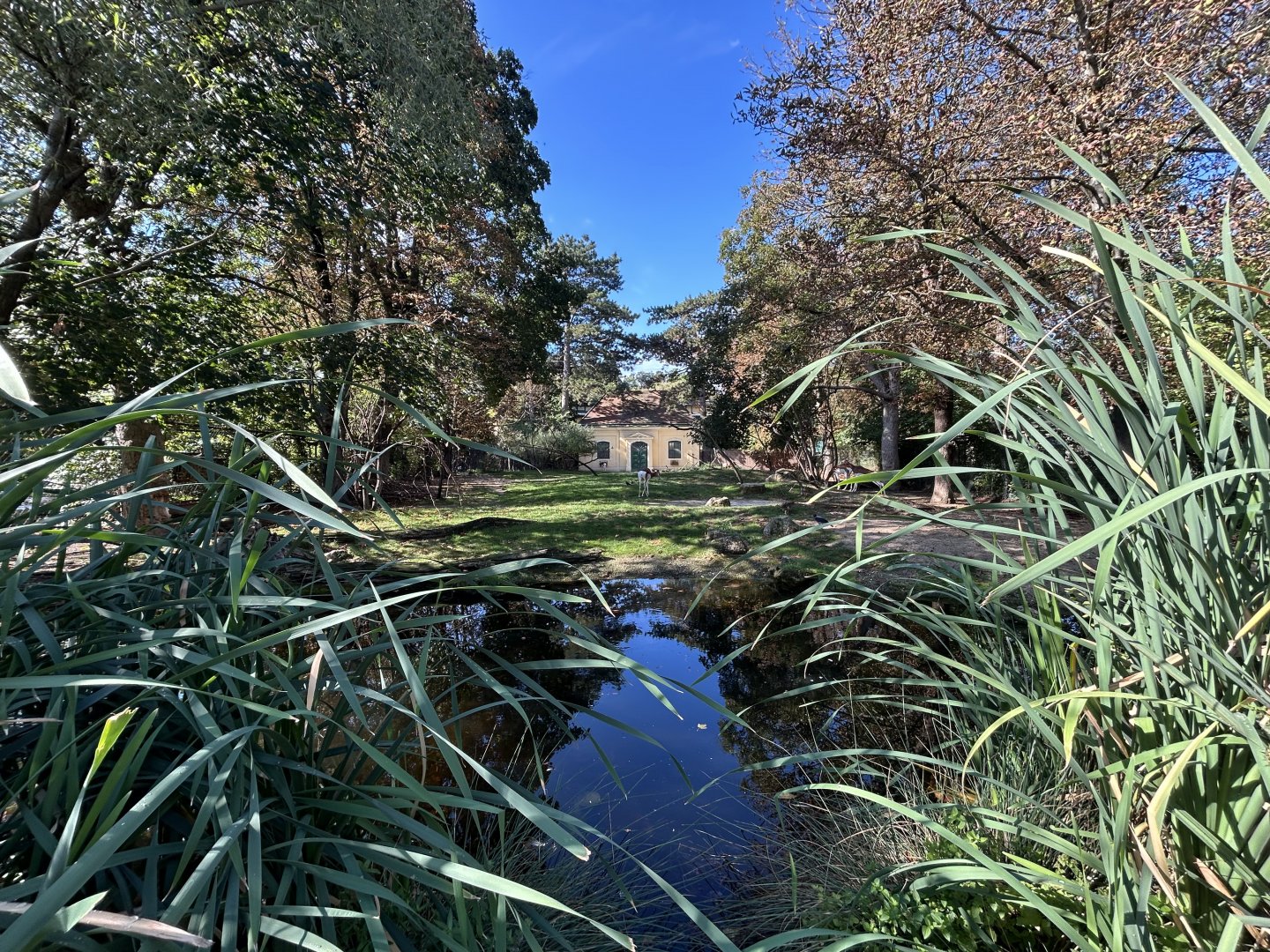 Mhor Gazelle Exhibit