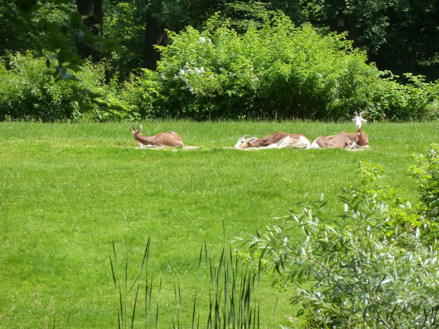 Mhor gazelle - Nanger dama mhorr