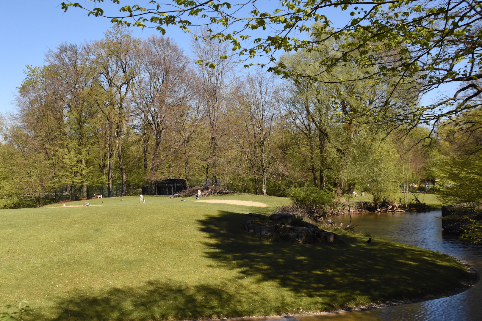 Mhor gazelle paddock