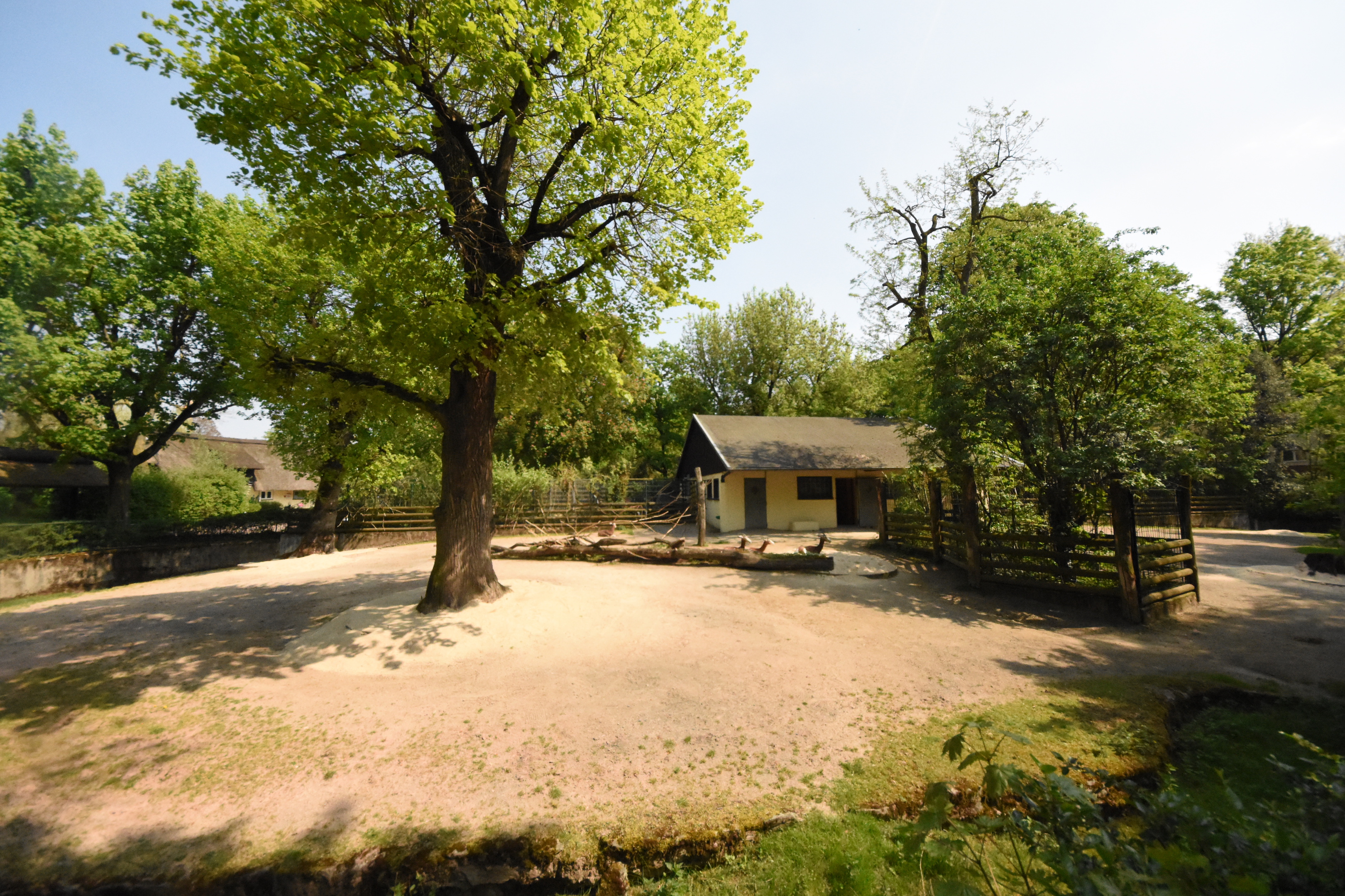 Mhor gazelle paddock