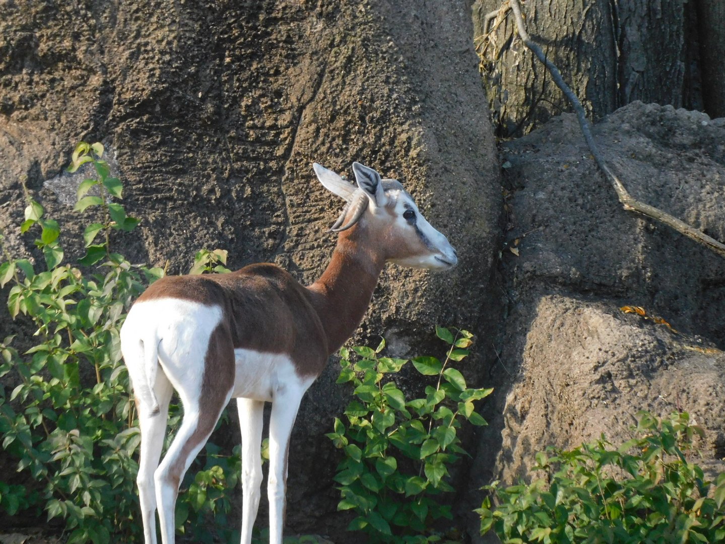 Mhor gazelle