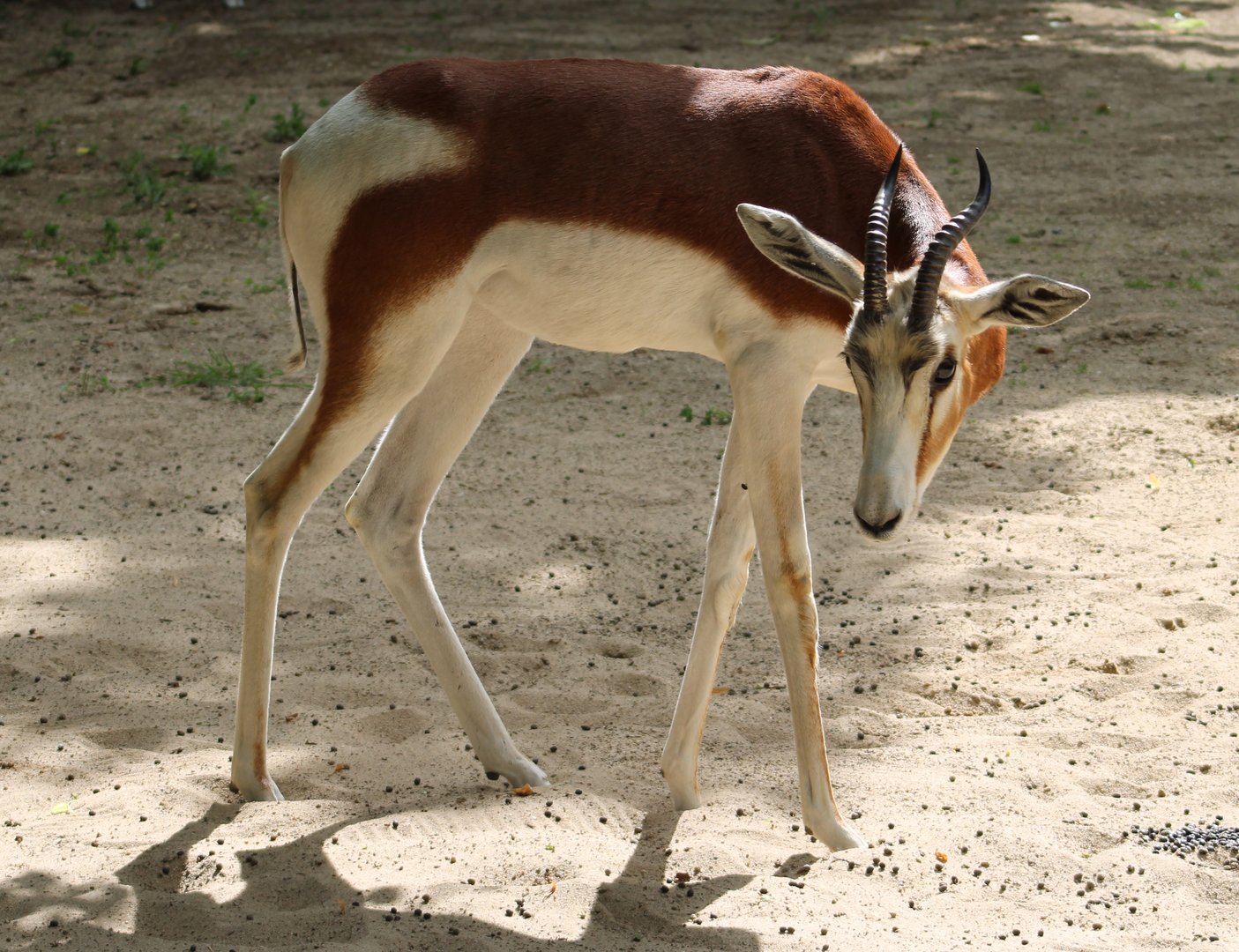 Mhor gazelle
