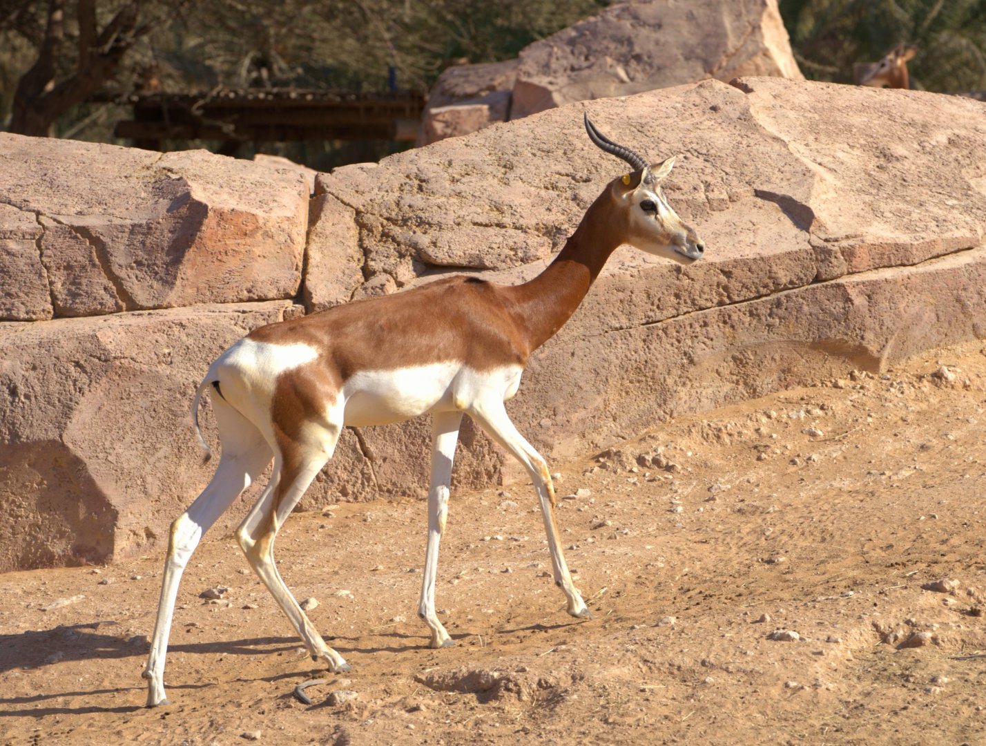 Mhor Gazelle