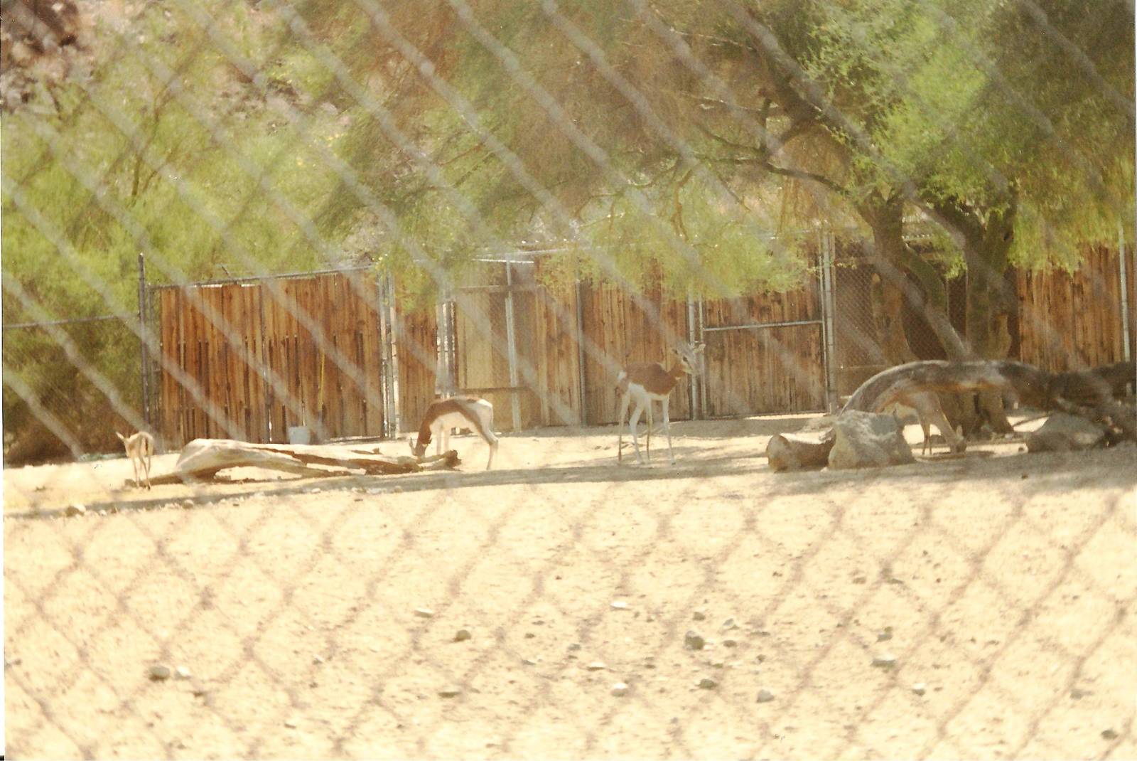 Mhorr and Slender-horned Gazelles at The Living Desert, 1998