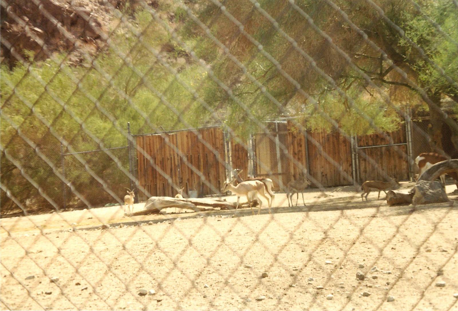 Mhorr and Slender-horned Gazelles at The Living Desert, 1998