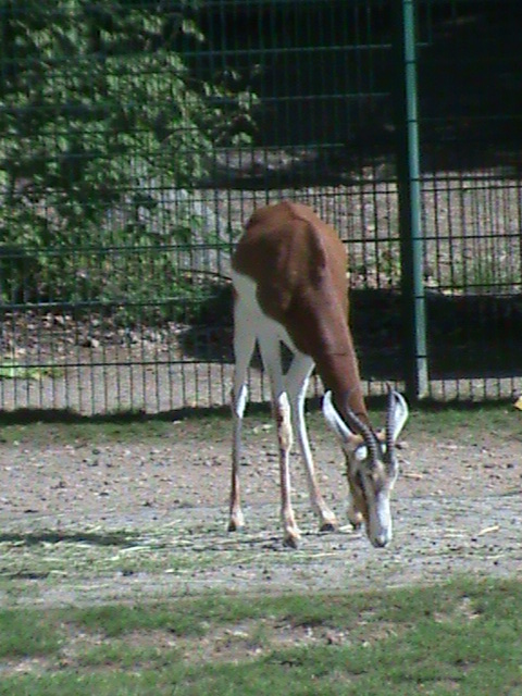 mhorr gazelle 050910