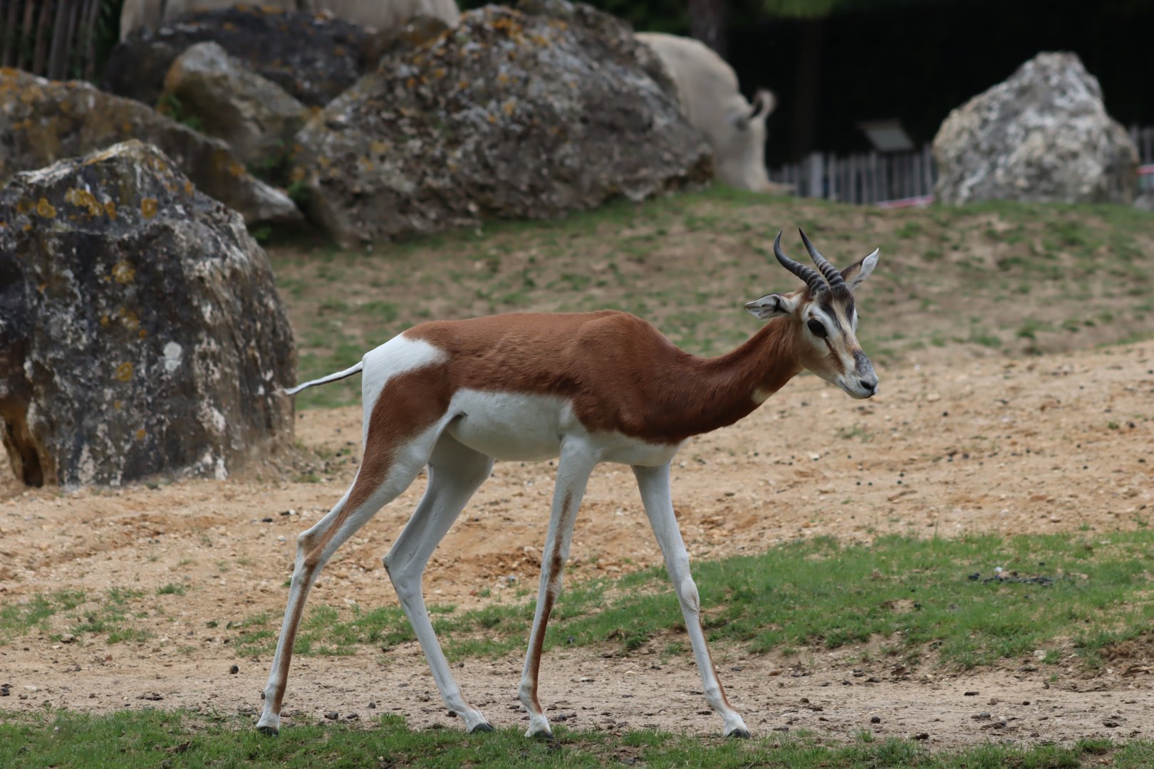 Mhorr Gazelle - 7 July 2024
