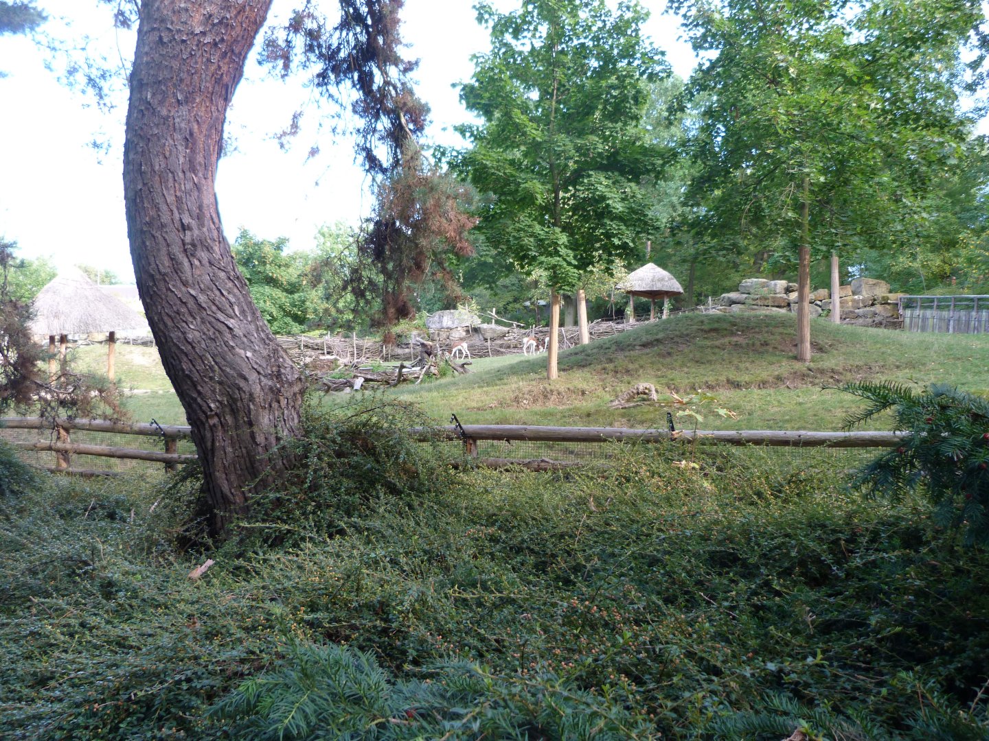 Mhorr gazelle and Kirk's dik-dik exhibit -Zoo Praha (2025)