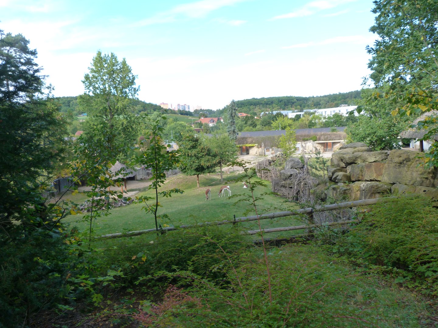 Mhorr gazelle and Kirk's dik-dik exhibit -Zoo Praha (2025)