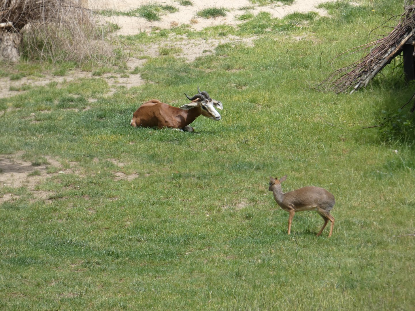 Mhorr gazelle and Kirk's dik-dik