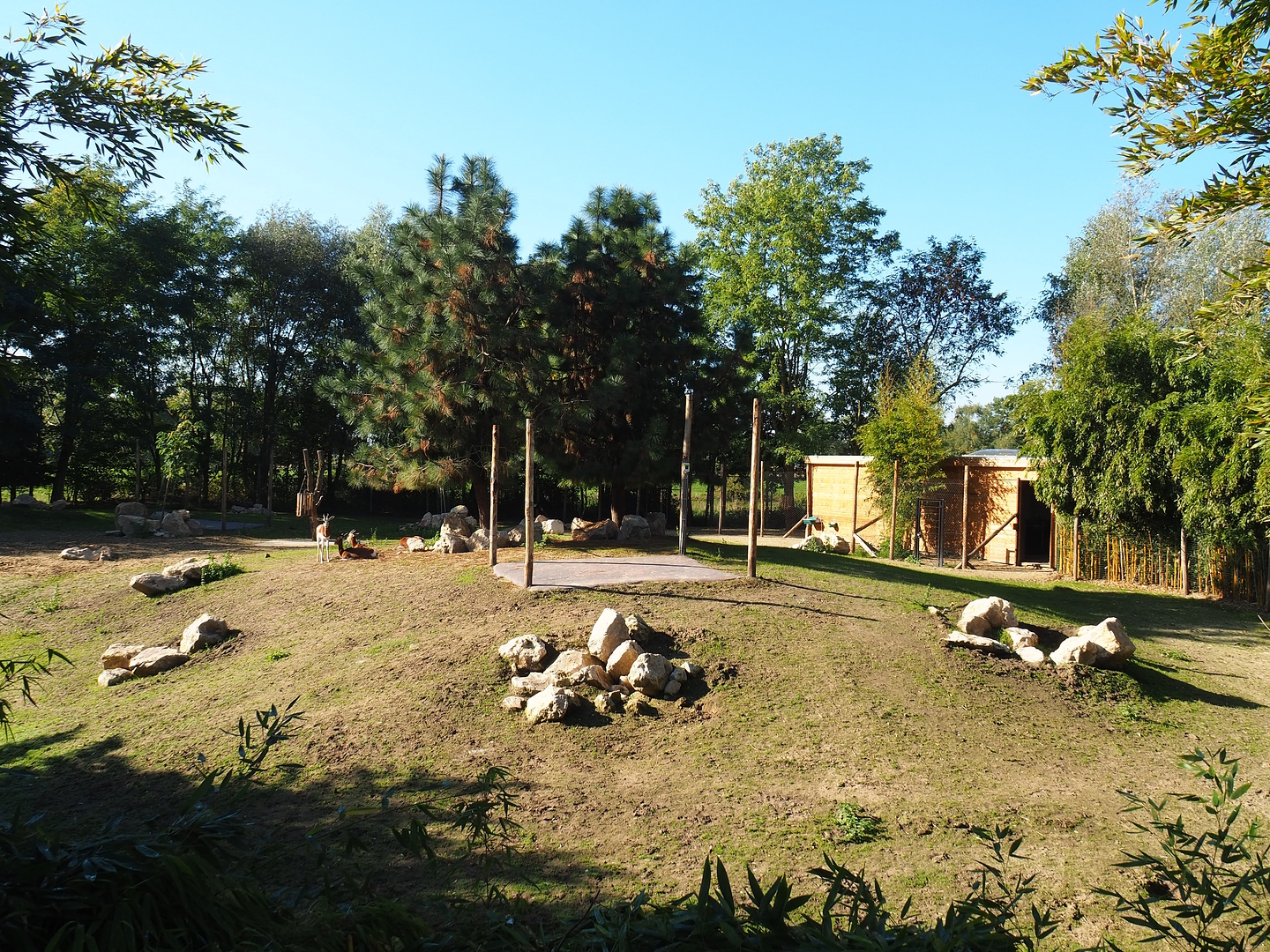 Mhorr gazelle and South African ostrich paddock, 2022-10-09