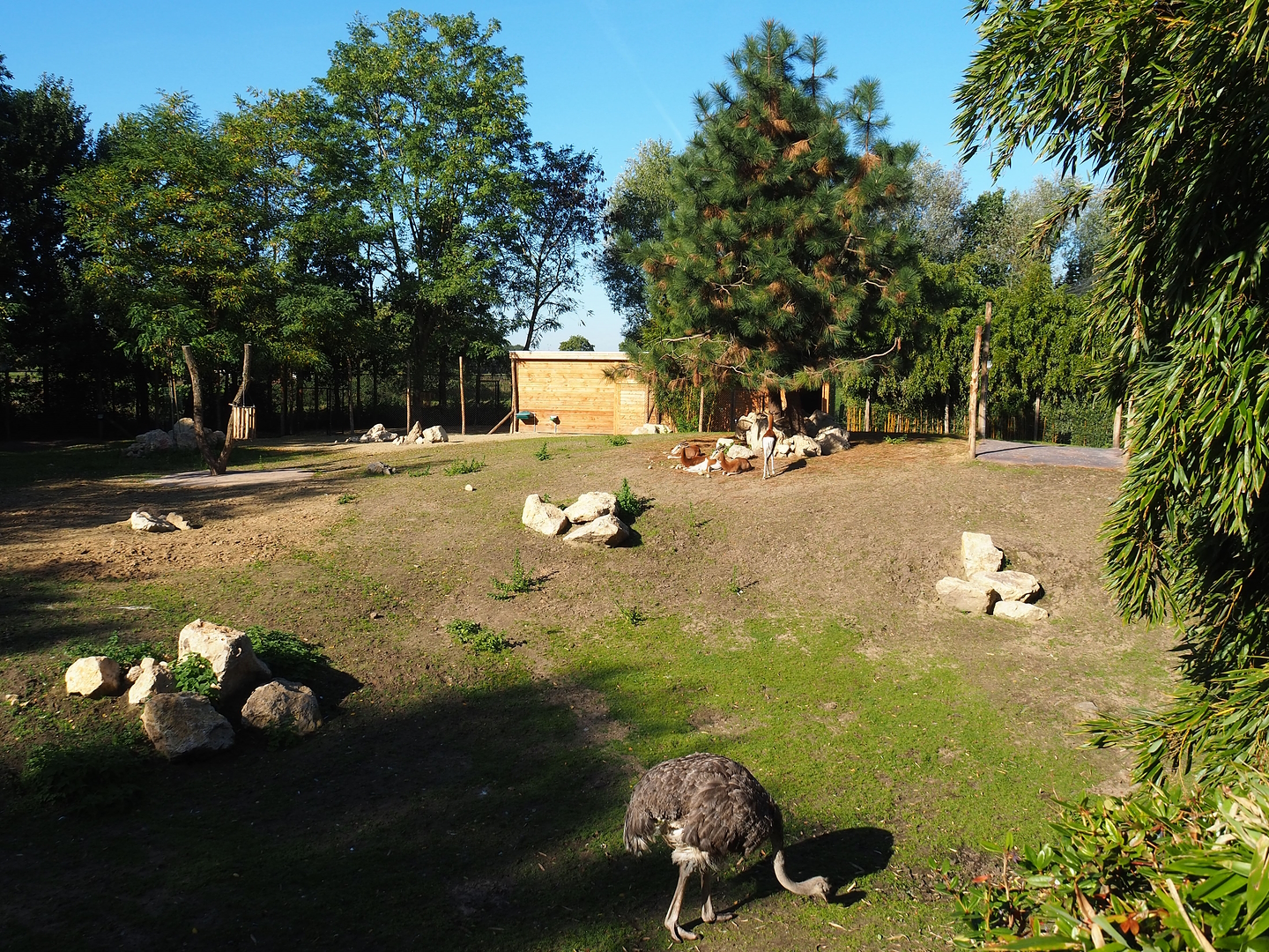 Mhorr gazelle and South African ostrich paddock, 2022-10-09