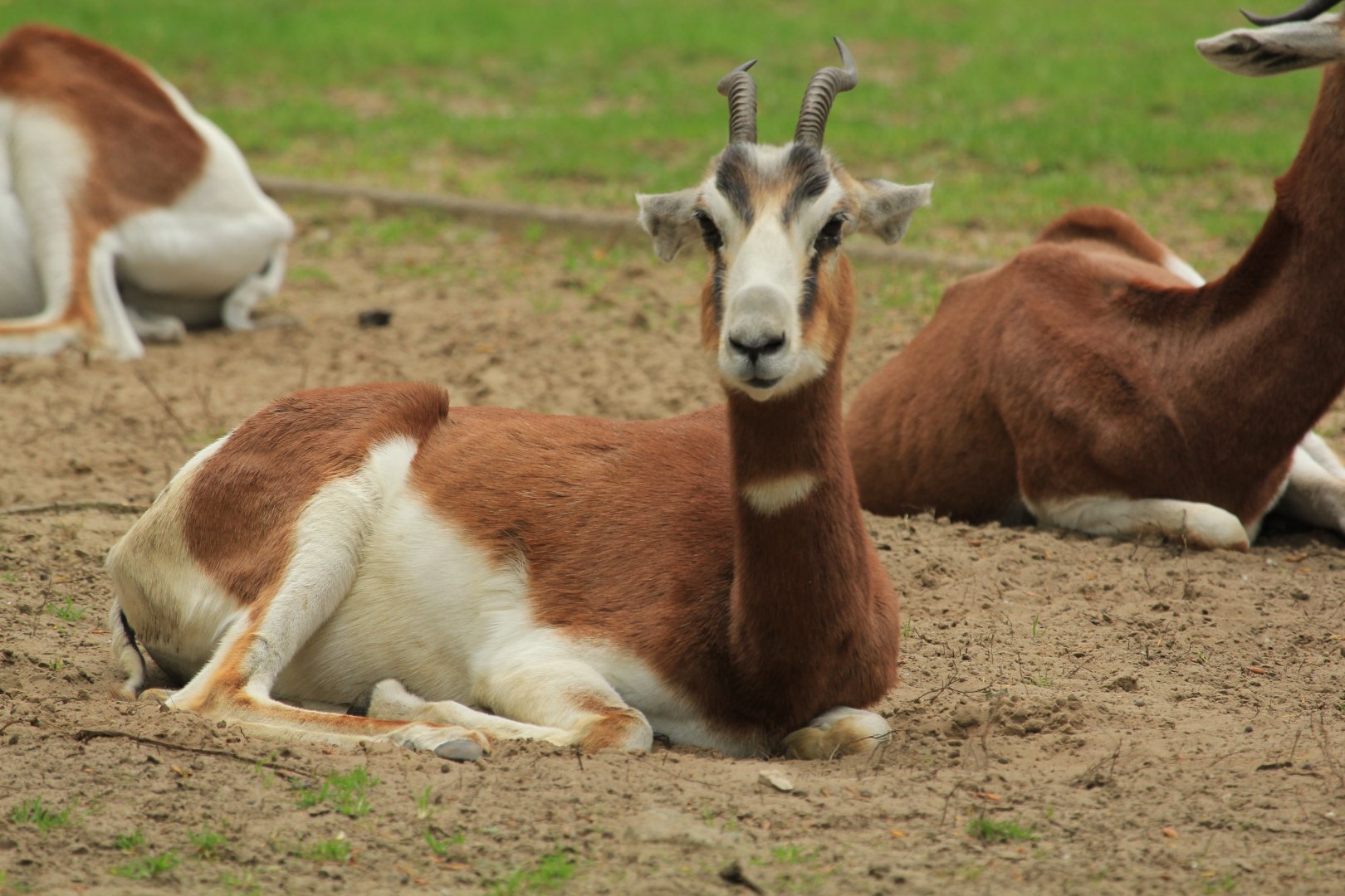 Mhorr gazelle (April 2018)