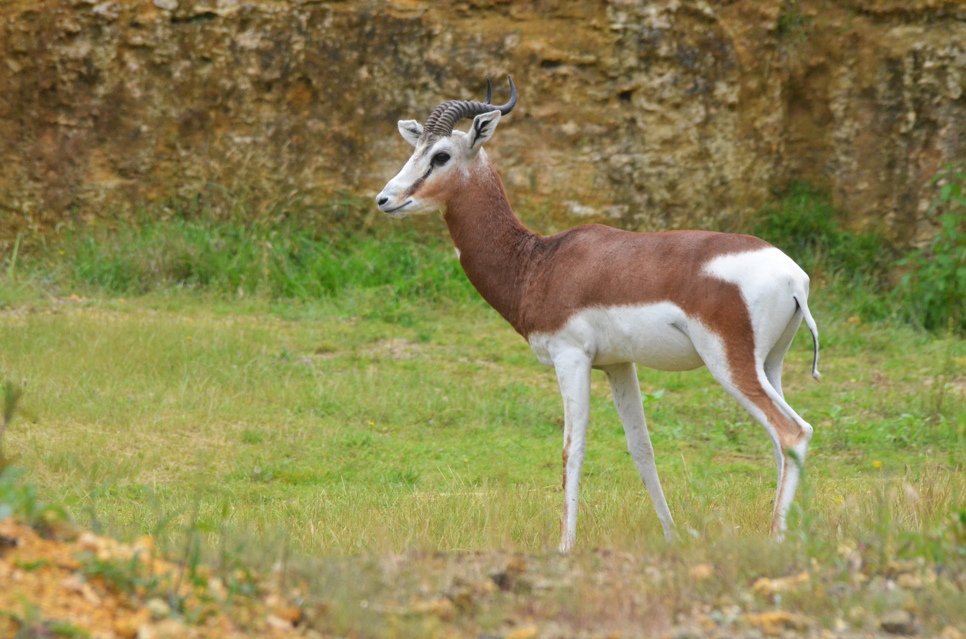 Mhorr Gazelle at Doué-la-Fontaine, 15/06/18