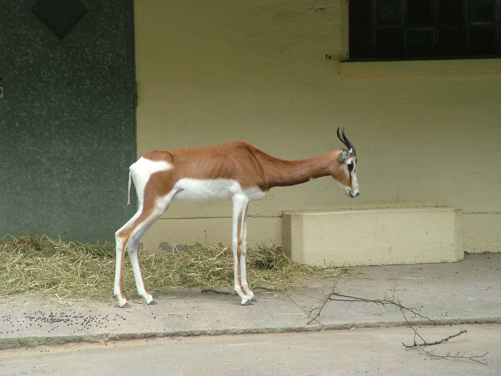 Mhorr Gazelle at Frankfurt 31/08/10