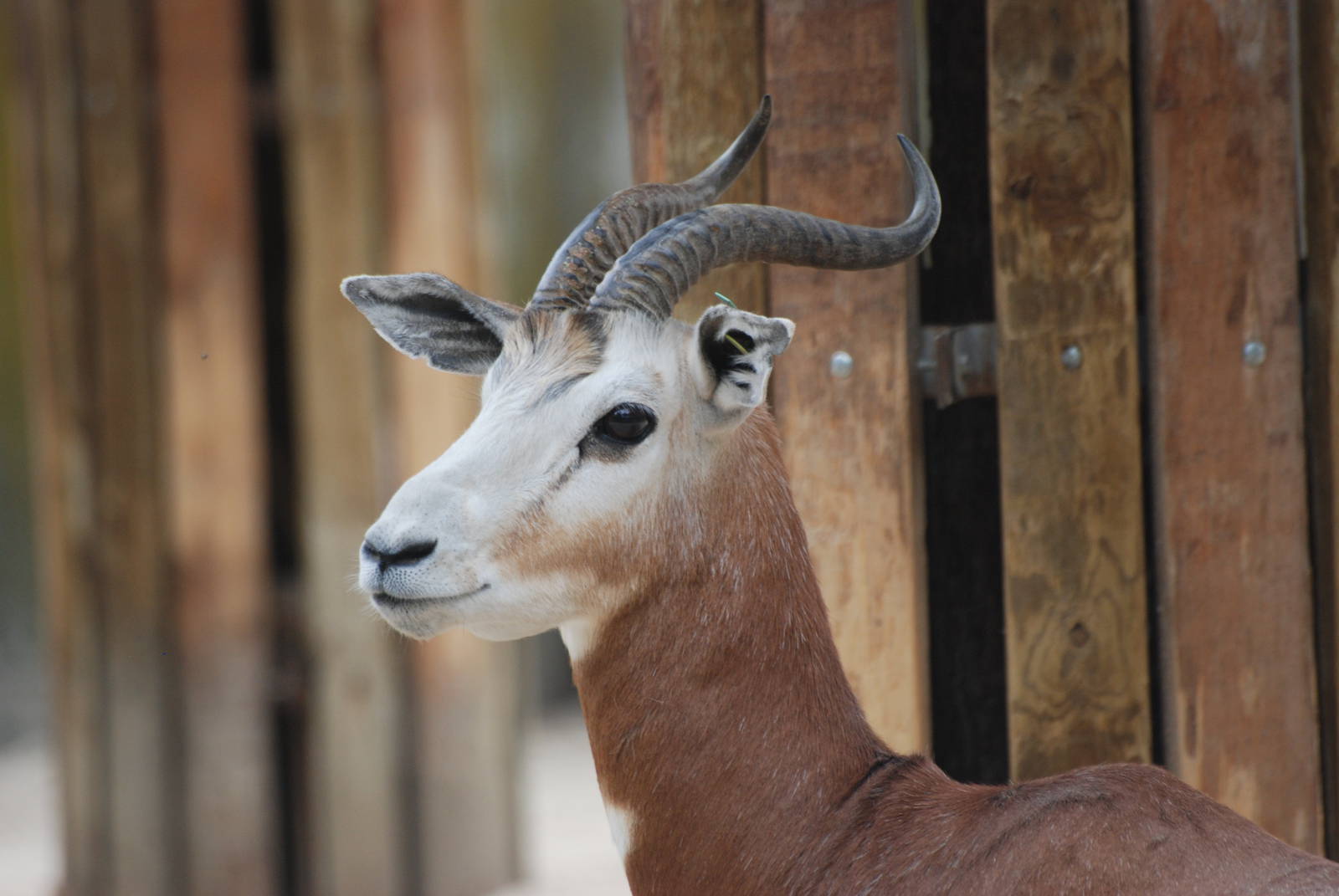 Mhorr Gazelle at Madrid Zoo Aquarium, 26/05/11