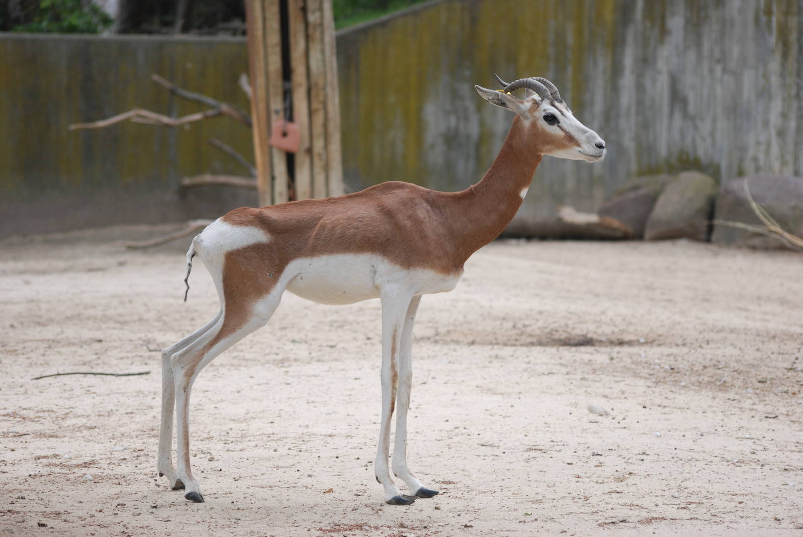 Mhorr Gazelle at Madrid Zoo Aquarium, 26/05/11