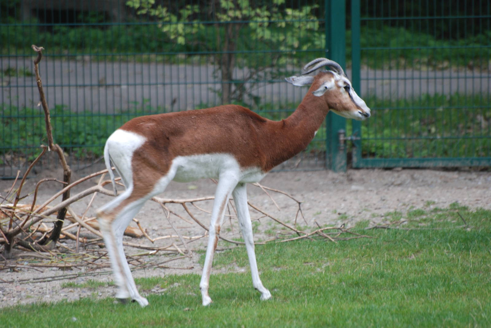 Mhorr Gazelle at Tierpark Berlin, 30/08/11