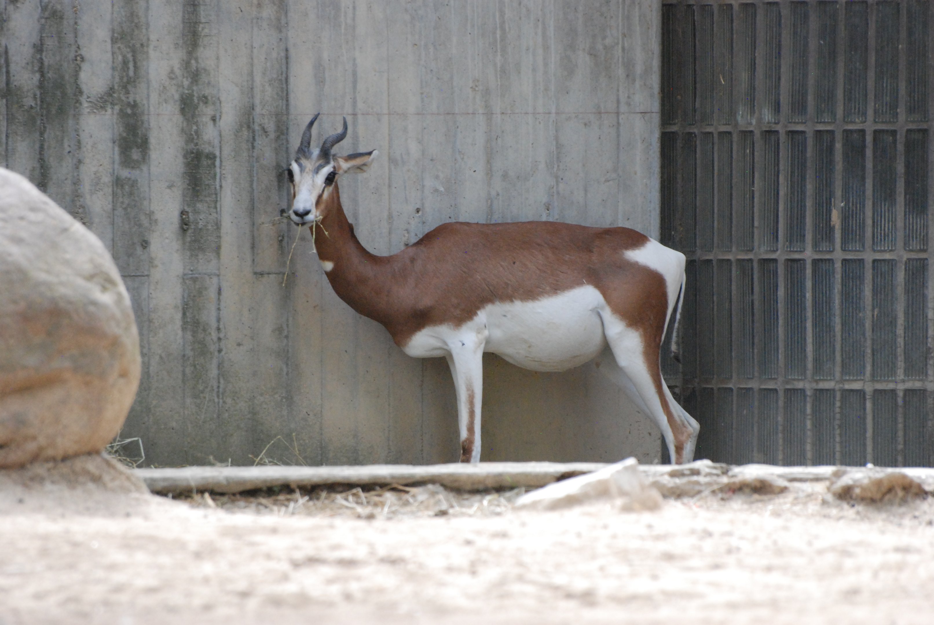 Mhorr Gazelle at Zoo Aquarium de Madrid, 20th May 2022