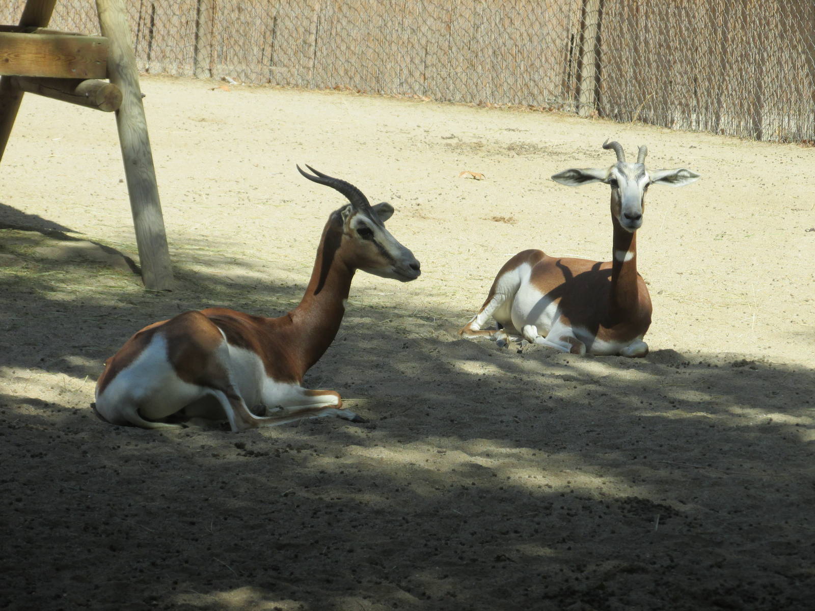 mhorr gazelle barcelona zoo