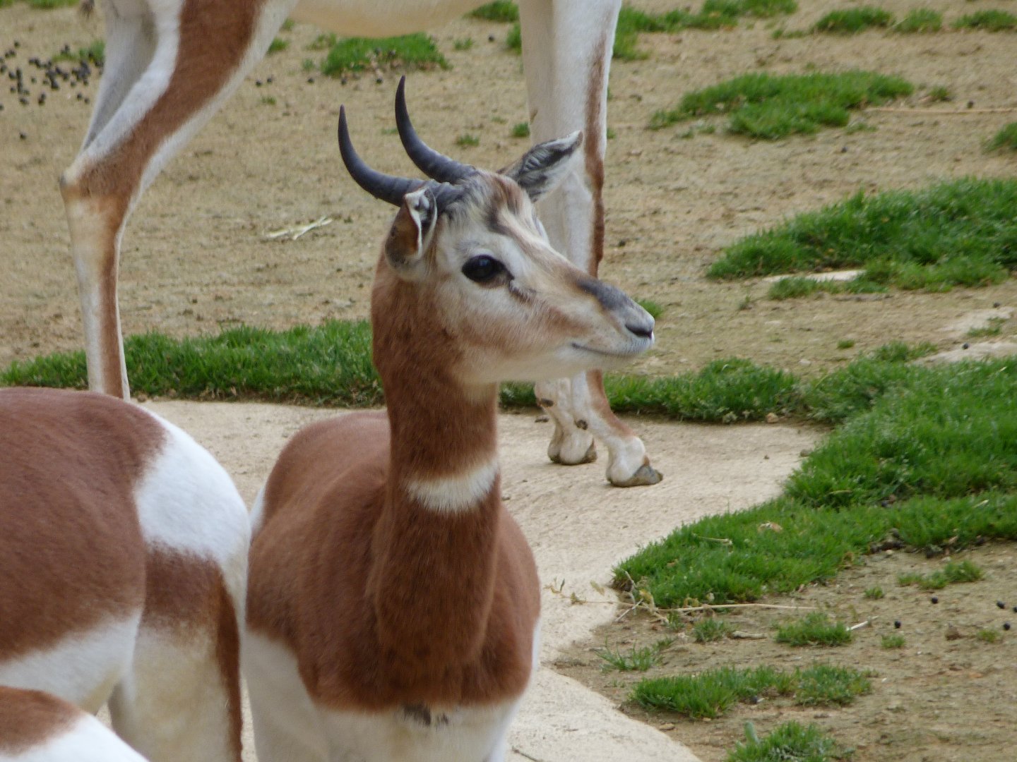Mhorr gazelle -Bioparc de Doué la Fontaine (2025)