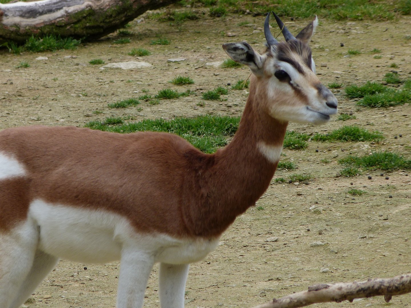 Mhorr gazelle -Bioparc de Doué la Fontaine (2025)