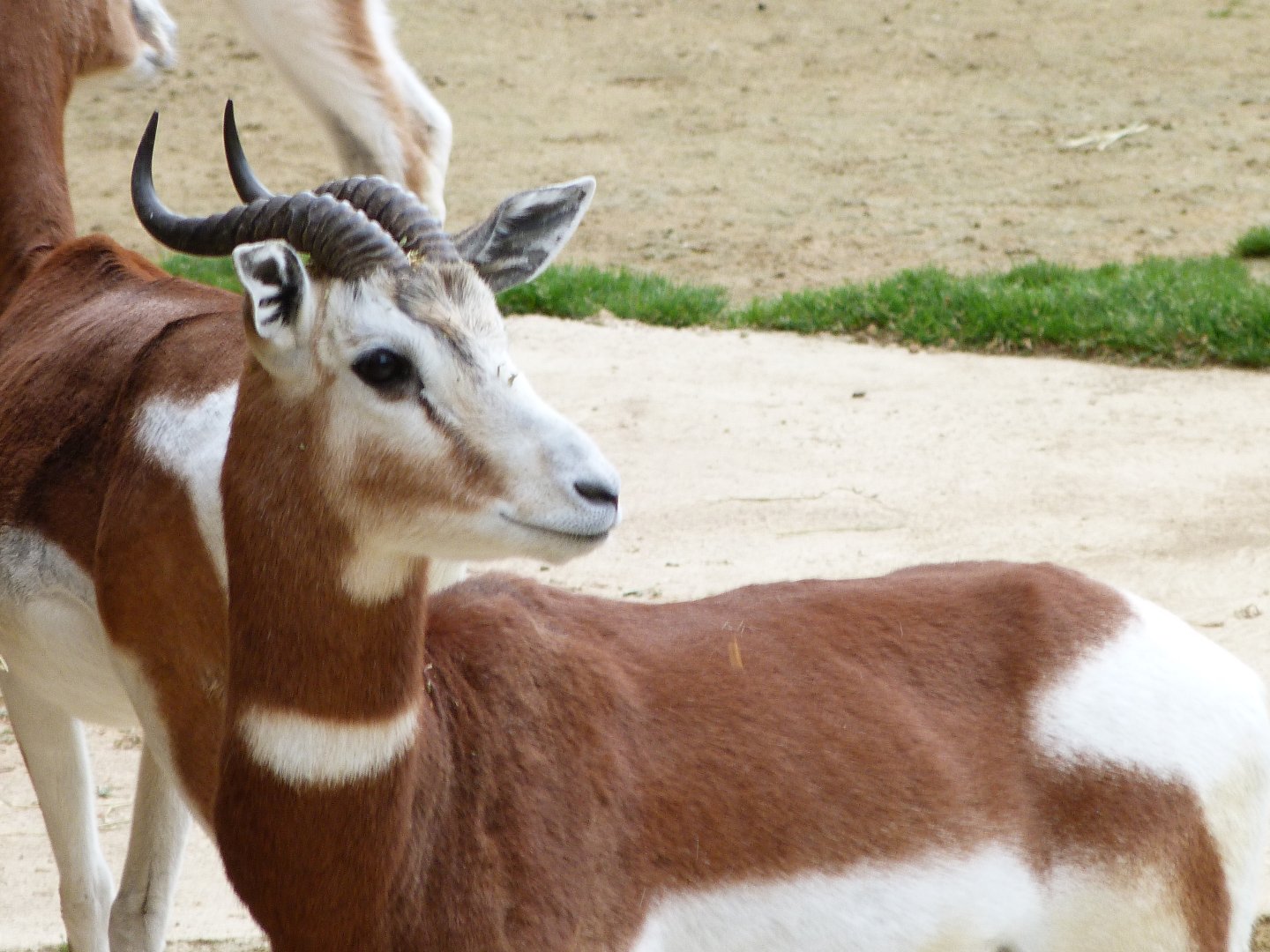 Mhorr gazelle -Bioparc de Doué la Fontaine (2025)