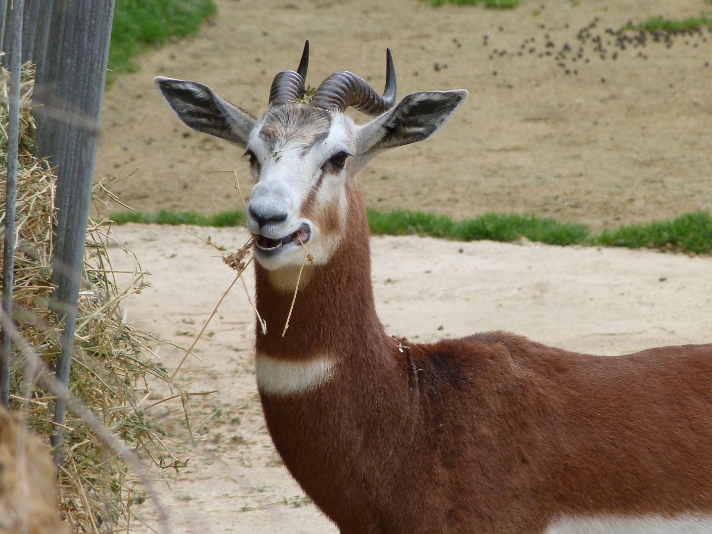 Mhorr gazelle -Bioparc de Doué la Fontaine (2025)