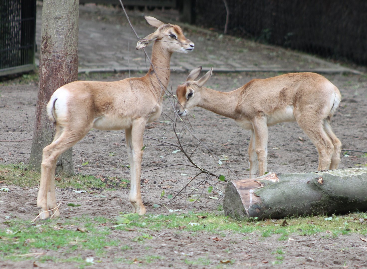 Mhorr gazelle-calves