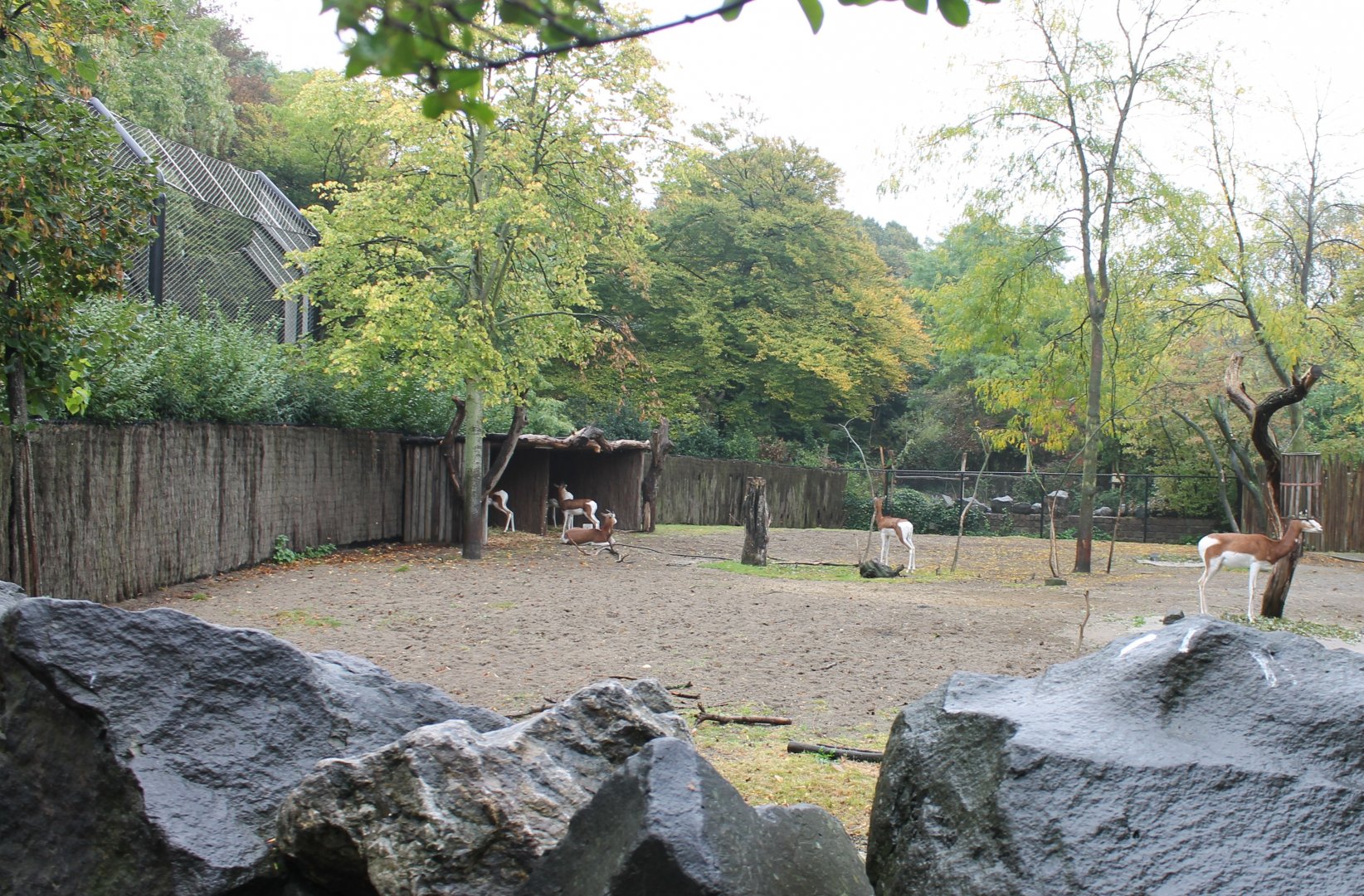 Mhorr gazelle-enclosure