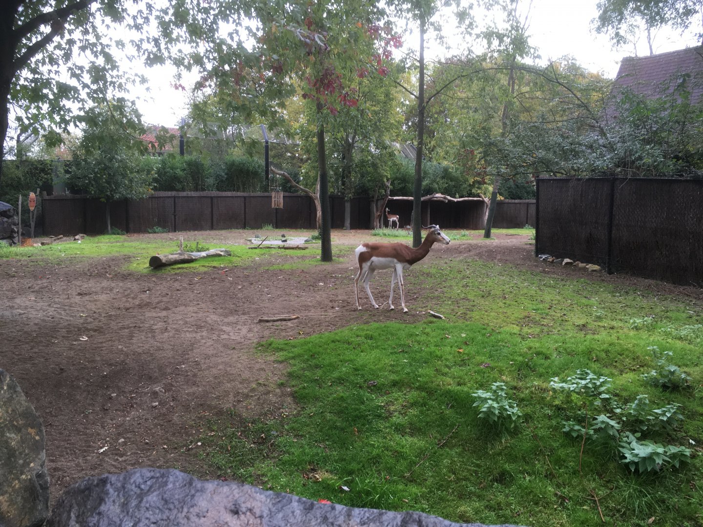 Mhorr gazelle enclosure