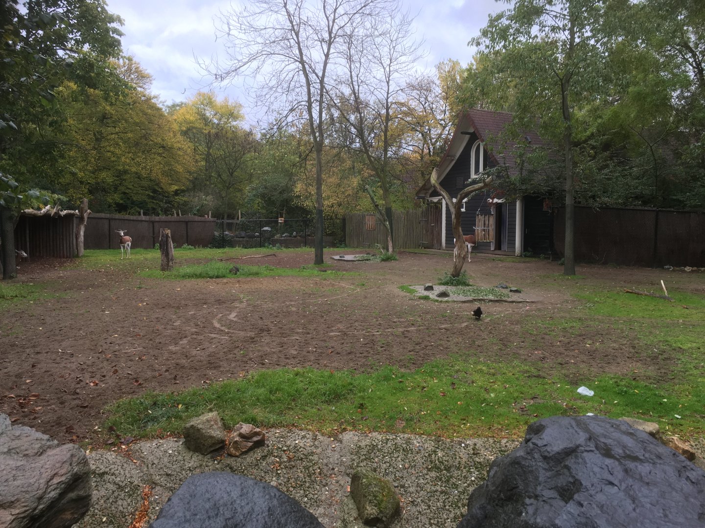 Mhorr gazelle enclosure