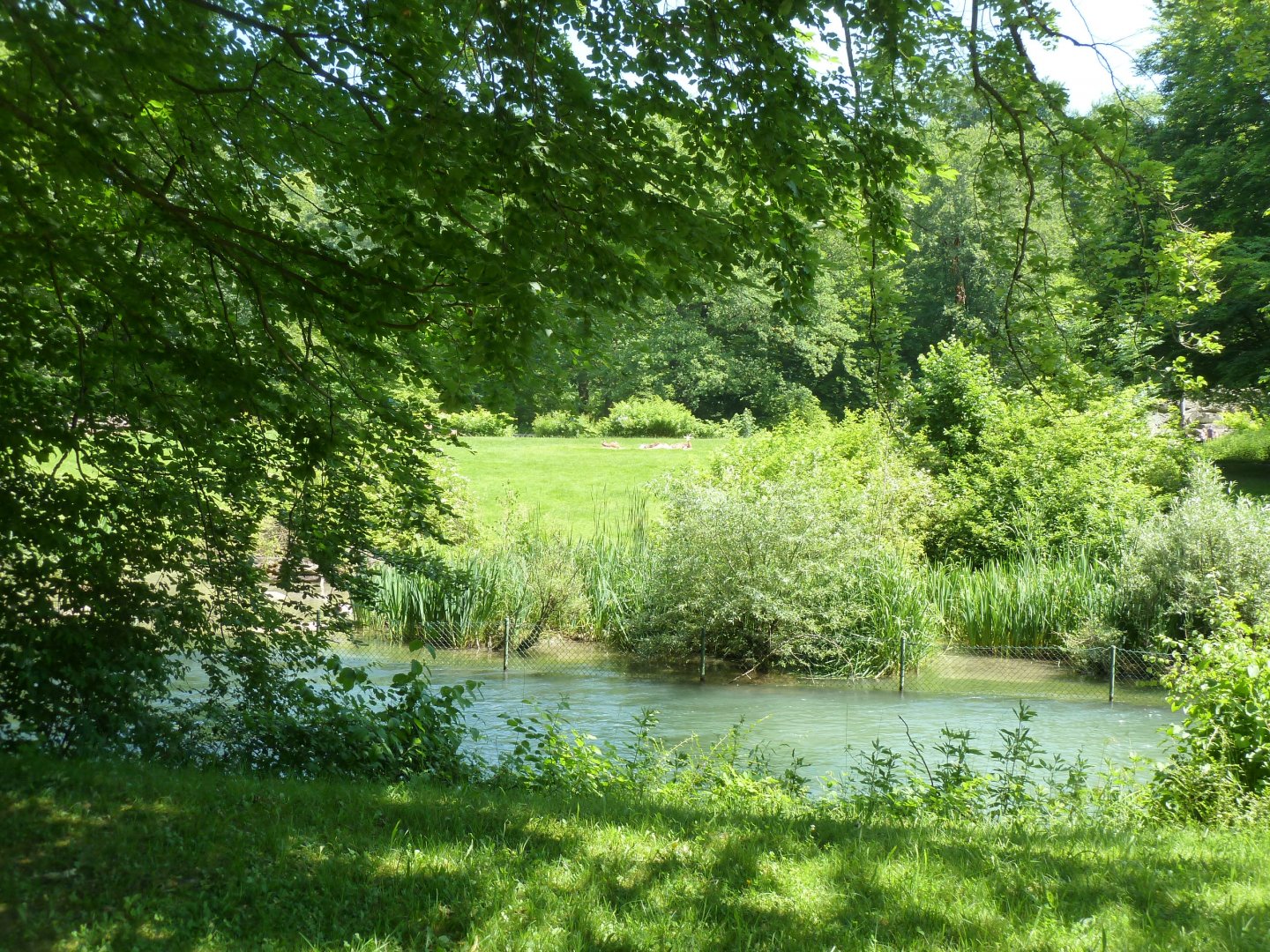 Mhorr gazelle enclosure