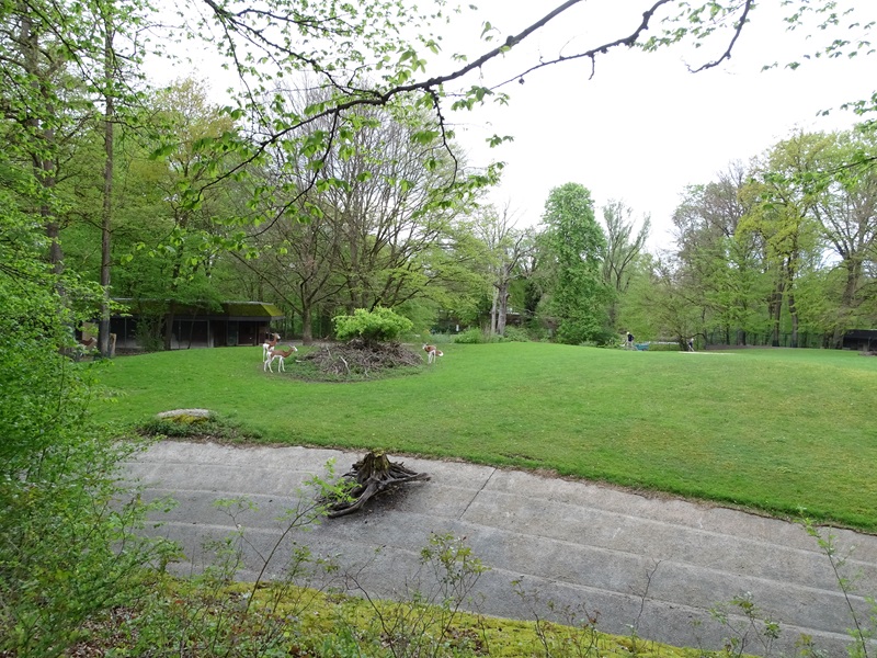 Mhorr gazelle enclosure