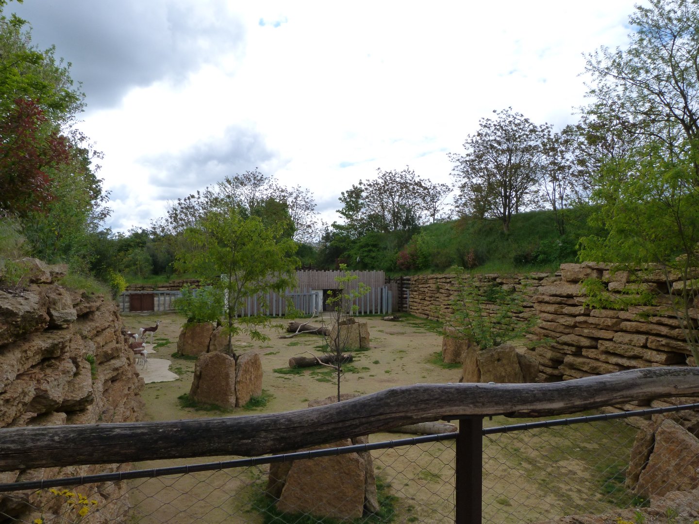 Mhorr gazelle exhibit -Bioparc de Doué la Fontaine (2025)